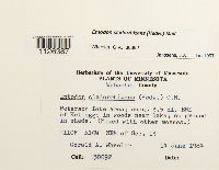 Entodon cladorrhizans image