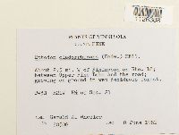 Entodon cladorrhizans image