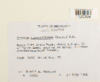 Entodon cladorrhizans image