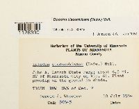 Entodon cladorrhizans image