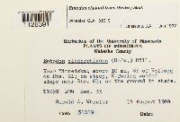 Entodon cladorrhizans image