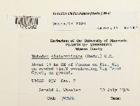 Entodon cladorrhizans image