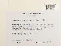 Entodon cladorrhizans image