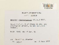 Entodon cladorrhizans image