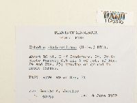 Entodon cladorrhizans image