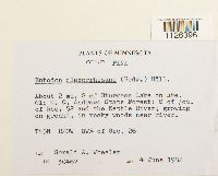 Entodon cladorrhizans image