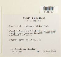 Entodon cladorrhizans image