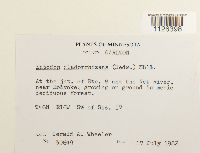 Entodon cladorrhizans image