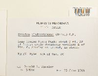 Entodon cladorrhizans image