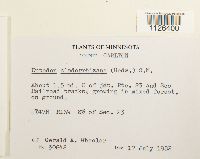 Entodon cladorrhizans image