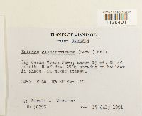 Entodon cladorrhizans image