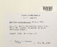 Entodon cladorrhizans image