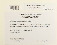 Entodon cladorrhizans image