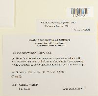 Entodon cladorrhizans image