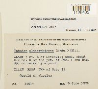 Entodon cladorrhizans image