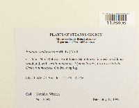 Entodon cladorrhizans image