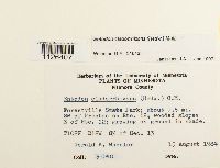 Entodon cladorrhizans image