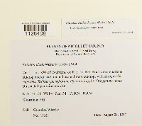 Entodon cladorrhizans image