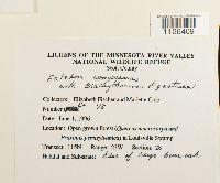 Media resource of Entodon compressus