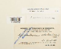 Entodon seductrix image