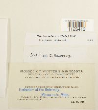 Entodon seductrix image