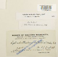 Entodon seductrix image