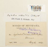 Entodon seductrix image