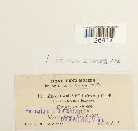 Entodon seductrix image