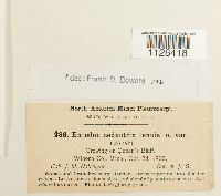 Entodon seductrix image