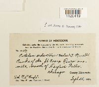 Entodon seductrix image