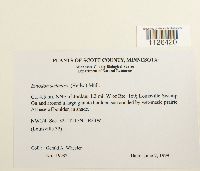 Entodon seductrix image