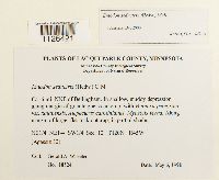 Entodon seductrix image