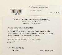 Entodon seductrix image