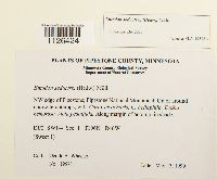 Entodon seductrix image