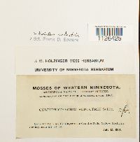 Entodon seductrix image