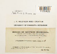 Entodon seductrix image