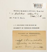 Entodon seductrix image