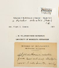 Entodon seductrix image