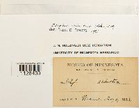 Entodon seductrix image