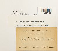 thumbnail image of current specimen