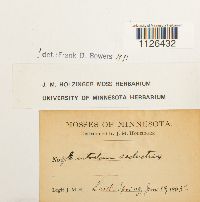 Entodon seductrix image