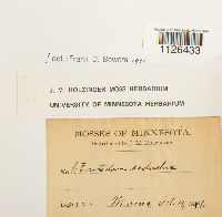 Entodon seductrix image