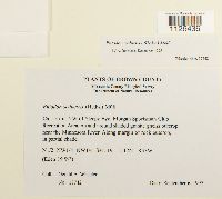 Entodon seductrix image