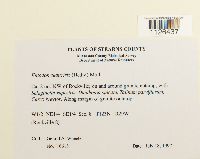 Entodon seductrix image