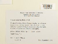 Entodon seductrix image