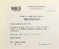 Entodon seductrix image