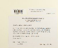 Entodon seductrix image