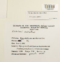 Entodon seductrix image