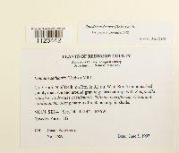 Entodon seductrix image