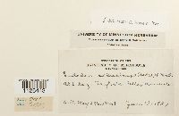 Entodon seductrix image